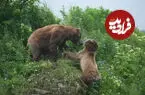 ببینید| بازیگوشی خرس‌های قهوه‌ای