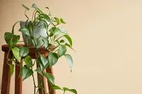 علت سیاه شدن ریشه گیاه پتوس در آب ؛ کود مناسب برای رشد و تقویت پتوس