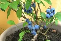 (ویدئو) یک روش آسان و جالب برای کاشت بلوبری در خانه