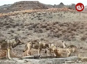 ببینید| رد خون بر پنجه شکارچیان؛ قاب استثنایی در ضیافت آبشخور