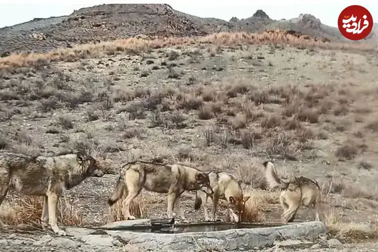 ببینید| رد خون بر پنجه شکارچیان؛ قاب استثنایی در ضیافت آبشخور