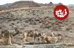 ببینید| رد خون بر پنجه شکارچیان؛ قاب استثنایی در ضیافت آبشخور