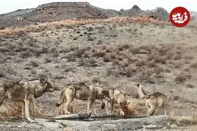 ببینید| رد خون بر پنجه شکارچیان؛ قاب استثنایی در ضیافت آبشخور