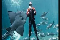 (ویدیو) شنا در کنار ماهی‌های غول پیکر