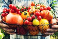 قهرمان قرمز؛ گنجینه ای از سلامت برای قلب، مغز و مبارزه با سرطان