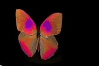 (عکس) دنیا از نگاه حیوانات این شکلی است 