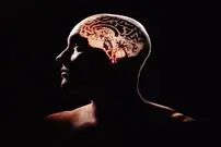 (تصاویر) جهانی در یک دانه برنج؛ دانشمندان جزئیات بی سابقه ای از مغز انسان را به تصویر کشیدند