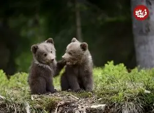 ببینید؛ تصاویر دیدنی از الاکلنگ‌بازی توله خرس‌ها