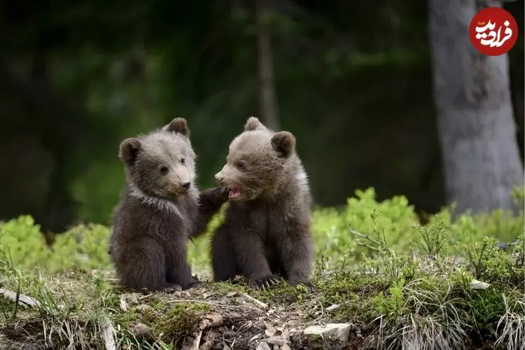 ببینید؛ تصاویر دیدنی از الاکلنگ‌بازی توله خرس‌ها