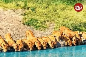 ببینید| لحظه آب خوردن شیرها در کنار یک رودخانه در آفریقای جنوبی