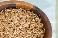 چگونه با جوانه گندم چاق شویم؟
