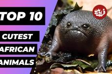 ببینید| 10 حیوان بامزه و دوست داشتنی که در قاره آفریقا زندگی می کنند