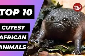 ببینید| 10 حیوان بامزه و دوست داشتنی که در قاره آفریقا زندگی می کنند