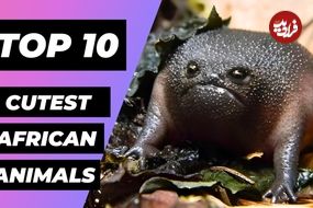 ببینید| 10 حیوان بامزه و دوست داشتنی که در قاره آفریقا زندگی می کنند