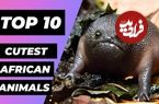 ببینید| 10 حیوان بامزه و دوست داشتنی که در قاره آفریقا زندگی می کنند
