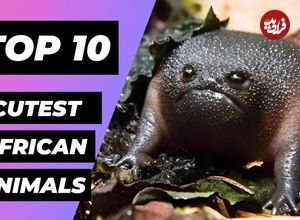 ببینید| 10 حیوان بامزه و دوست داشتنی که در قاره آفریقا زندگی می کنند
