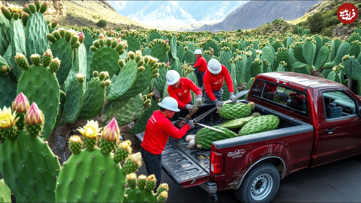 ببینید؛ مراحل دیدنی کاشت کاکتوس و برداشت و فرآوری میوه کاکتوس در مزارع آمریکای جنوبی