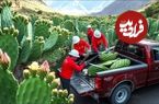 ببینید؛ مراحل دیدنی کاشت کاکتوس و برداشت و فرآوری میوه کاکتوس در مزارع آمریکای جنوبی