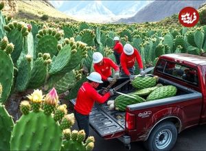 ببینید؛ مراحل دیدنی کاشت کاکتوس و برداشت و فرآوری میوه کاکتوس در مزارع آمریکای جنوبی