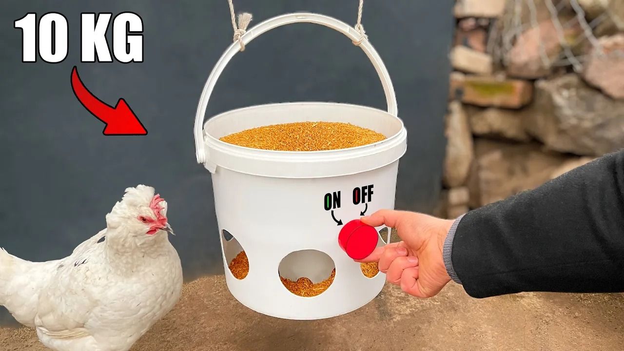 (ویدئو) چگونه با سطل رنگ 10 کیلوگرمی قدیمی یک دانخوری برای مرغ ها بسازیم؟