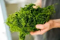 تبدیل علف و جلبک به قطعات خودرو