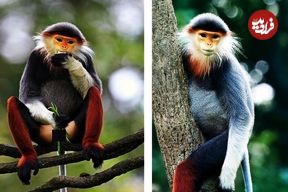 ببینید| با زیباترین و رنگارنگ ترین میمون دنیا آشنا شوید؛ دوک پا قرمز