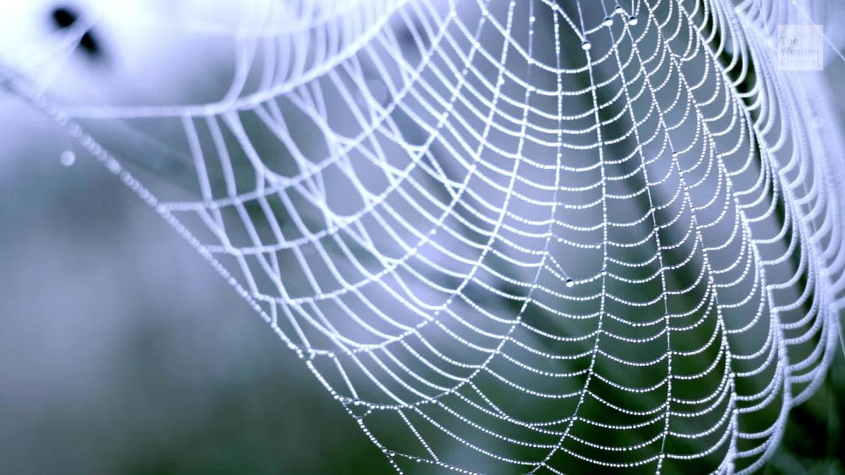 دانشمندان با ترکیب عنکبوت و کرم ابریشم یک مادۀ خارق‌العاده تولید کردند!