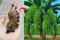 (ویدئو) چگونه با ساقه خوشه موز در خانه درخت موز پرورش دهیم؟