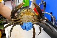 ببینید| غذای خیابانی در ژاپن؛ پخت 3 نوع غذا با خرچنگ در اوکیناوا