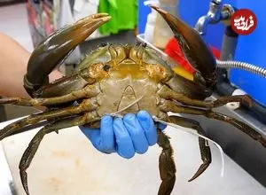 ببینید| غذای خیابانی در ژاپن؛ پخت 3 نوع غذا با خرچنگ در اوکیناوا