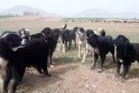 (ویدئو) حمله‌ی سگ‌های گله به خرس در طبیعت مازندران
