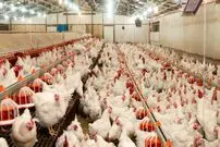 جزئیات تکان‌دهنده خودخوری در مرغداری‌ها