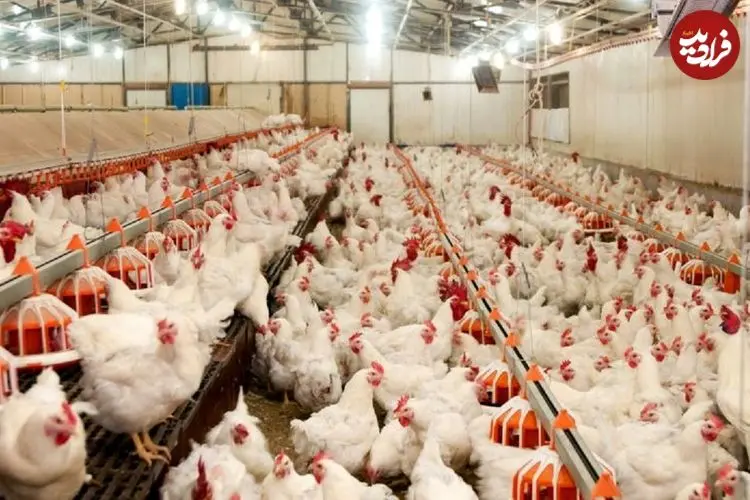 جزئیات تکان‌دهنده خودخوری در مرغداری‌ها