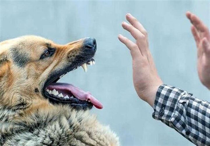 (ویدیو) مجروح شدن رئیس جمهور اتریش توسط این سگ در یک دیدار سیاسی!