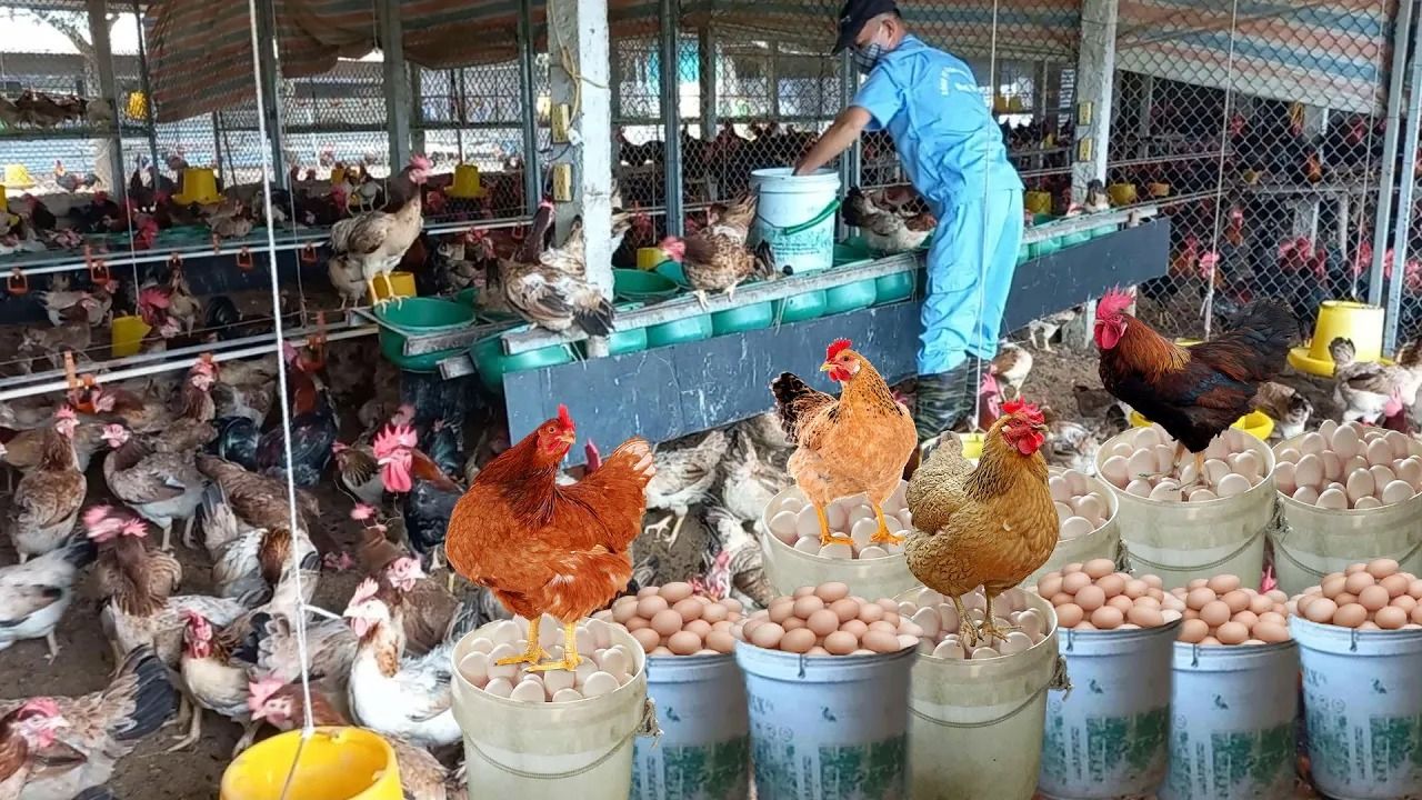 (ویدئو) روش متفاوت خانواده روستایی ویتنامی برای برداشت 4500 تخم مرغ محلی
