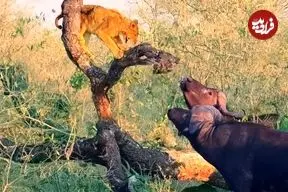 ببینید| وقتی بوفالو برای توله شیر به سیم آخر می زند!