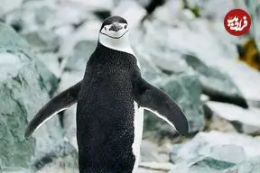 چرت‌های ۴ ثانیه‌ای و خواب در پرواز؛ حیوانات با روش‌های افراطی خواب از خطر می‌گریزند