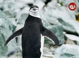 چرت‌های ۴ ثانیه‌ای و خواب در پرواز؛ حیوانات با روش‌های افراطی خواب از خطر می‌گریزند