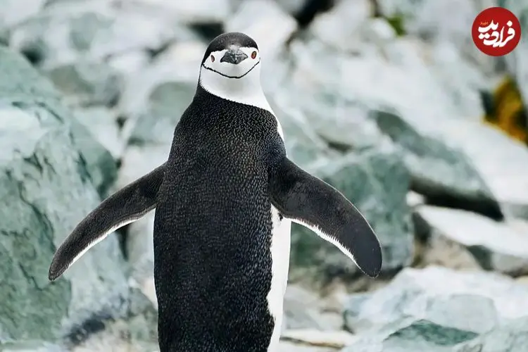 چرت‌های ۴ ثانیه‌ای و خواب در پرواز؛ حیوانات با روش‌های افراطی خواب از خطر می‌گریزند