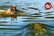 ببییند| کل یالدار بدشانس از دست یک تمساح فرار کرد و در دام تمساح دیگری افتاد!