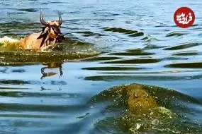 ببییند| کل یالدار بدشانس از دست یک تمساح فرار کرد و در دام تمساح دیگری افتاد!