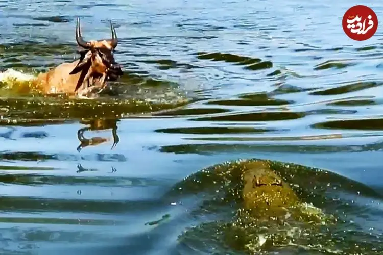 ببییند| کل یالدار بدشانس از دست یک تمساح فرار کرد و در دام تمساح دیگری افتاد!