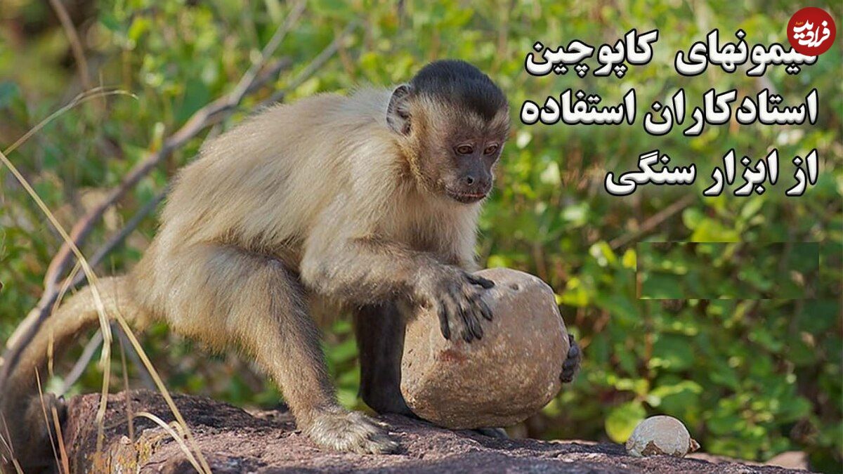 ببینید؛ استفاده شگفت‌انگیز میمون‌های کاپوچین از ابزار سنگی برای تهیه غذا 
