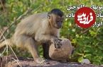 ببینید؛ استفاده شگفت‌انگیز میمون‌های کاپوچین از ابزار سنگی برای تهیه غذا 