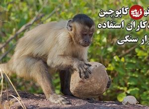 ببینید؛ استفاده شگفت‌انگیز میمون‌های کاپوچین از ابزار سنگی برای تهیه غذا 