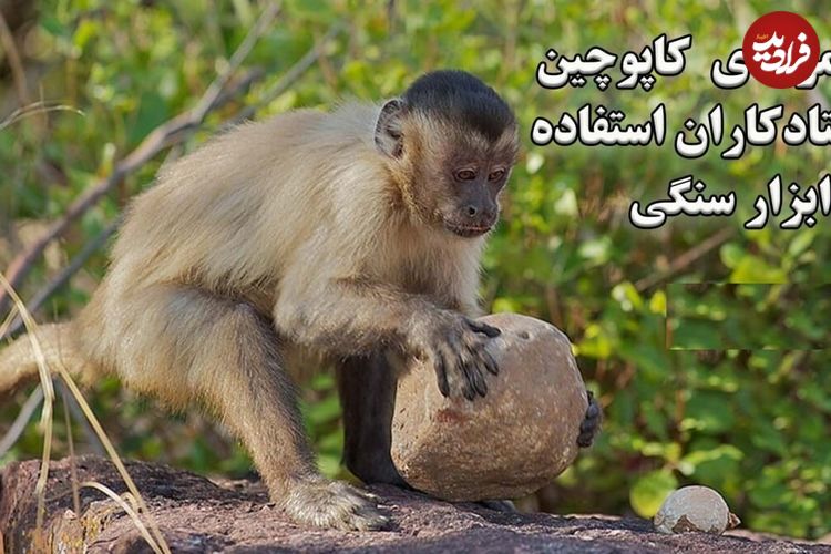 ببینید؛ استفاده شگفت‌انگیز میمون‌های کاپوچین از ابزار سنگی برای تهیه غذا 