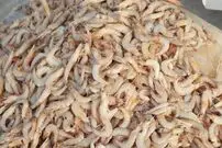(تصاویر) میگو در بندر دیّر بوشهر 