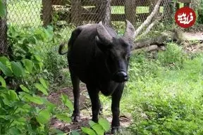 تصاویر| گاومیشک میندورو؛ کوچک‌ترین گاومیش جهان با شاخ‌های بسیار متفاوت که کمتر از ۵۰۰ عدد در طبیعت از آن باقی‌مانده است