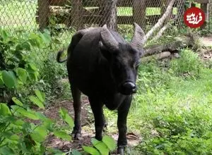 تصاویر| گاومیشک میندورو؛ کوچک‌ترین گاومیش جهان با شاخ‌های بسیار متفاوت که کمتر از ۵۰۰ عدد در طبیعت از آن باقی‌مانده است