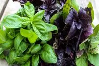 سبزی خوردنی که گیاه دارویی نیز است